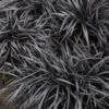 Black Mondo Grass - Ophiopogon Planiscapus 'Nigrescens' - 6 Pack Of 1 Gallon Pots -FRUIT TREES & PLANTS Sales Mondo Grass Black 15