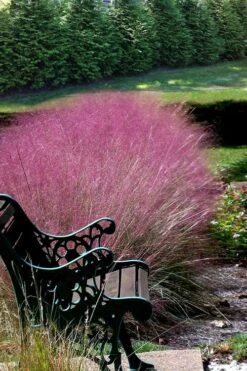 Pink Muhly Grass (Cotton Candy Grass) - 32 Pack Of 1 Gallon Pots -FRUIT TREES & PLANTS Sales Muhly Grass Pink 200 1