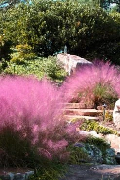 Pink Muhly Grass - Cotton Candy Grass - 2 Gallon Pot -FRUIT TREES & PLANTS Sales Muhly Grass Pink 202