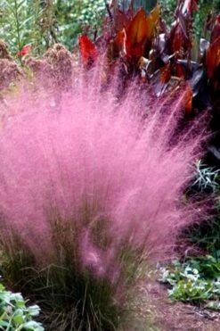 Pink Muhly Grass (Cotton Candy Grass) - 16 Pack Of 1 Gallon Pots -FRUIT TREES & PLANTS Sales Muhly Grass Pink 204 2