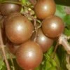 Carlos Bronze Muscadine Grape Vine - 6 Pack Of 1 Gallon Pots -FRUIT TREES & PLANTS Sales Muscadine Carlos 1
