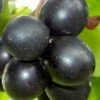 Cowart Black Muscadine Grape Vine - 1 Gallon Pot -FRUIT TREES & PLANTS Sales Muscadine Cowart 1