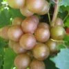 Fry Bronze Muscadine Grape Vine - 1 Gallon Pot -FRUIT TREES & PLANTS Sales Muscadine Fry 1