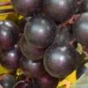 Nesbitt Muscadine Grape Vine - 1 Gallon Pot -FRUIT TREES & PLANTS Sales Muscadine Nesbitt 500x750 1