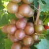 Triumph Muscadine Grape Vine - 2 Gallon Pot -FRUIT TREES & PLANTS Sales Muscadine Triumph 1