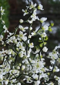 Flying Dragon Hardy Orange Tree - 7 Gallon Pot (3-4') -FRUIT TREES & PLANTS Sales Orange Flying Dragon 10