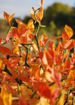 Flying Dragon Hardy Orange Tree - 7 Gallon Pot (3-4') -FRUIT TREES & PLANTS Sales Orange Flying Dragon 13