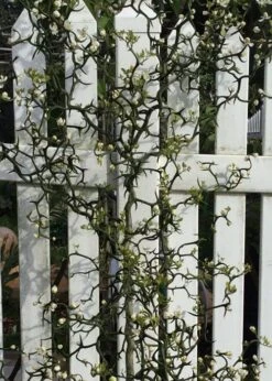 Flying Dragon Hardy Orange Tree - 7 Gallon Pot (3-4') -FRUIT TREES & PLANTS Sales Orange Flying Dragon 3