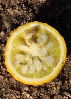 Flying Dragon Hardy Orange Tree - 7 Gallon Pot (3-4') -FRUIT TREES & PLANTS Sales Orange Flying Dragon 5