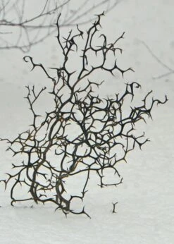 Flying Dragon Hardy Orange Tree - 7 Gallon Pot (3-4') -FRUIT TREES & PLANTS Sales Orange Flying Dragon 7