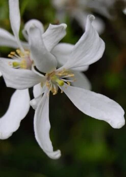 Flying Dragon Hardy Orange Tree - 7 Gallon Pot (3-4') -FRUIT TREES & PLANTS Sales Orange Flying Dragon 8