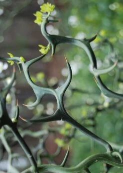 Flying Dragon Hardy Orange Tree - 7 Gallon Pot (3-4') -FRUIT TREES & PLANTS Sales Orange Flying Dragon 9