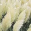 White Pampas Grass - 6 Pack Of 1 Gallon Pots 2 White Pampas Grass - 6 Pack Of 1 Gallon Pots -FRUIT TREES & PLANTS Sales Pampas Grass White Rev 500x750 1