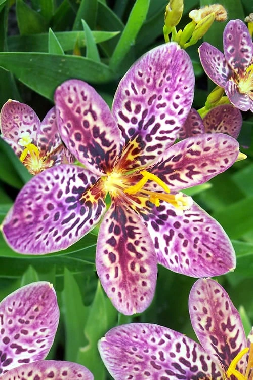 Lollipop Candy Lily - X Pardancanda - 1 Gallon Pot 12 Lollipop Candy Lily - X Pardancanda - 1 Gallon Pot - Image 10