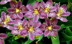 Lollipop Candy Lily - X Pardancanda - 1 Gallon Pot 16 Lollipop Candy Lily - X Pardancanda - 1 Gallon Pot -FRUIT TREES & PLANTS Sales Pardancanda Cany Lily Lollipop 2