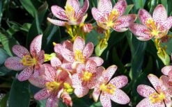 Lollipop Candy Lily - X Pardancanda - 1 Gallon Pot 17 Lollipop Candy Lily - X Pardancanda - 1 Gallon Pot -FRUIT TREES & PLANTS Sales Pardancanda Cany Lily Lollipop 4
