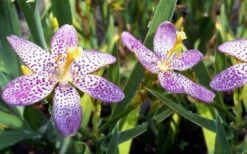 Lollipop Candy Lily - X Pardancanda - 1 Gallon Pot 18 Lollipop Candy Lily - X Pardancanda - 1 Gallon Pot -FRUIT TREES & PLANTS Sales Pardancanda Cany Lily Lollipop 5