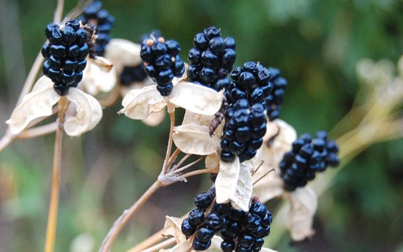 Lollipop Candy Lily - X Pardancanda - 1 Gallon Pot 10 Lollipop Candy Lily - X Pardancanda - 1 Gallon Pot - Image 8