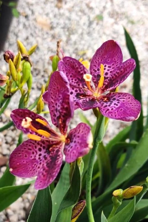 Lollipop Candy Lily - X Pardancanda - 1 Gallon Pot 3 Lollipop Candy Lily - X Pardancanda - 1 Gallon Pot