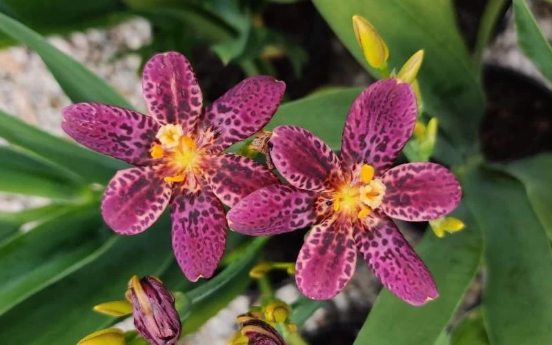 Lollipop Candy Lily - X Pardancanda - 1 Gallon Pot 6 Lollipop Candy Lily - X Pardancanda - 1 Gallon Pot - Image 4