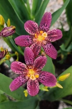 Lollipop Candy Lily - X Pardancanda - 1 Gallon Pot 20 Lollipop Candy Lily - X Pardancanda - 1 Gallon Pot -FRUIT TREES & PLANTS Sales Pardancanda Lollipop 12