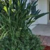 Pringles Dwarf Podocarpus Yew - 1 Gallon Pot -FRUIT TREES & PLANTS Sales Pdodocarpus Pringles 10