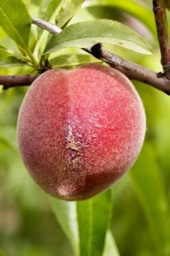 Bonanza Dwarf Patio Peach Tree - 3 Gallon Pot 14 Bonanza Dwarf Patio Peach Tree - 3 Gallon Pot -FRUIT TREES & PLANTS Sales Peach Bonanza 1