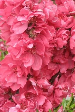 Bonanza Dwarf Patio Peach Tree - 3 Gallon Pot 13 Bonanza Dwarf Patio Peach Tree - 3 Gallon Pot -FRUIT TREES & PLANTS Sales Peach Bonanza 3