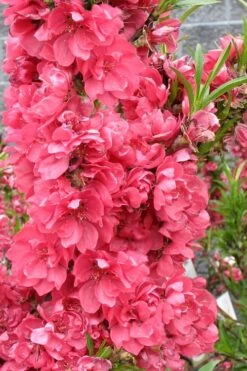 Bonanza Dwarf Patio Peach Tree - 3 Gallon Pot 16 Bonanza Dwarf Patio Peach Tree - 3 Gallon Pot -FRUIT TREES & PLANTS Sales Peach Bonanza 4