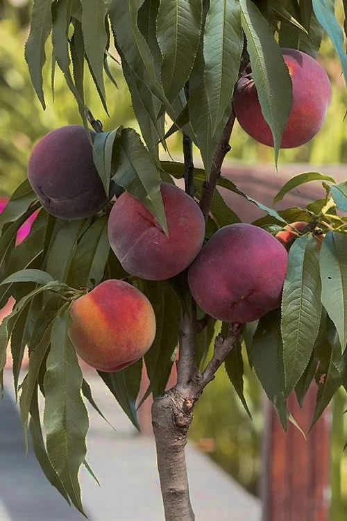 Bonanza Dwarf Patio Peach Tree - 3 Gallon Pot 8 Bonanza Dwarf Patio Peach Tree - 3 Gallon Pot - Image 6