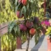 Bonanza Dwarf Patio Peach Tree - 3 Gallon Pot 1 Bonanza Dwarf Patio Peach Tree - 3 Gallon Pot -FRUIT TREES & PLANTS Sales Peach Bonanza 6