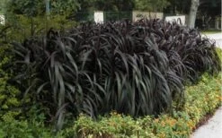 Princess Caroline Purple Fountain Grass (Pennisetum) - 6 Pack Of 1 Gallon Pots -FRUIT TREES & PLANTS Sales Pennisetum Princess Caroline 5