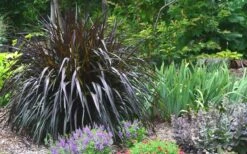 Princess Caroline Purple Fountain Grass (Pennisetum) - 6 Pack Of 1 Gallon Pots -FRUIT TREES & PLANTS Sales Pennisetum Princess Caroline Plant 2