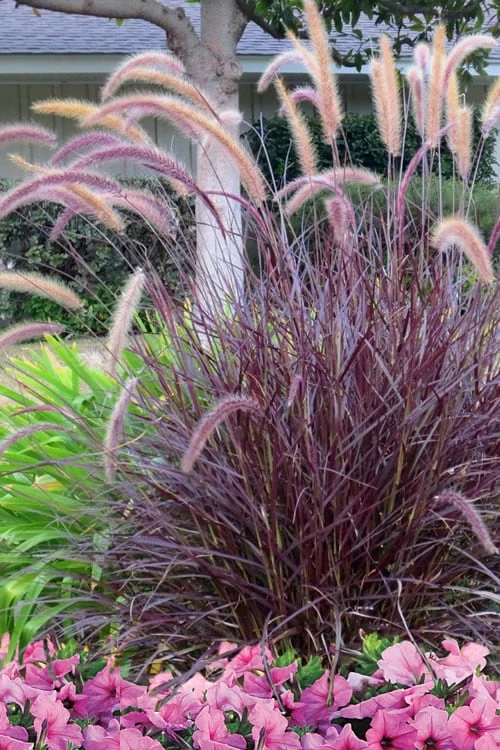 Purple Fountain Grass (Pennisetum Rubrum) - 1 Gallon Pot 7 Purple Fountain Grass (Pennisetum Rubrum) - 1 Gallon Pot - Image 5