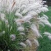 Hameln Dwarf Hardy Fountain Grass (Pennisetum) - 3 Gallon Pot -FRUIT TREES & PLANTS Sales Pennisetum hameln 500x750 1
