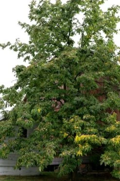 American Persimmon Tree - Diospyros Virginiana - 2 Gallon Pot -FRUIT TREES & PLANTS Sales Persimmon American 2 1