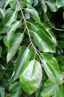 American Persimmon Tree - Diospyros Virginiana - 2 Gallon Pot -FRUIT TREES & PLANTS Sales Persimmon American 3 1