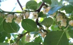 American Persimmon Tree - Diospyros Virginiana - 2 Gallon Pot -FRUIT TREES & PLANTS Sales Persimmon American 5 1