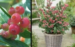 Pink Lemonade Blueberry - 6 Pack Of 1 Gallon Pots -FRUIT TREES & PLANTS Sales Picture Blueberry Pink Lemonade 1 1