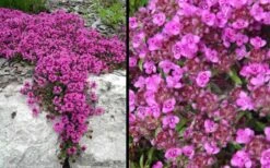 Red Creeping Thyme - Thymus Praecox 'Coccineus' - 10 Pack Of Pint Pots 13 Red Creeping Thyme - Thymus Praecox 'Coccineus' - 10 Pack Of Pint Pots -FRUIT TREES & PLANTS Sales Picture Creeping Thyme Red 4 1