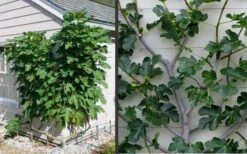 Brown Turkey Fig Tree - 6 Pack Of 1 Gallon Pots 17 Brown Turkey Fig Tree - 6 Pack Of 1 Gallon Pots -FRUIT TREES & PLANTS Sales Picture Fig Brown Turkey Espalier