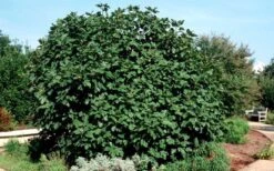 Brown Turkey Fig Tree - 5 Gallon Pot -FRUIT TREES & PLANTS Sales Picture Fig Brown Turkey Shrub Large 1