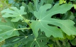 Brown Turkey Fig Tree - 3 Gallon Pot -FRUIT TREES & PLANTS Sales Picture Fig Brown Turkey Tree Leaves 2