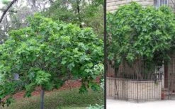 Brown Turkey Fig Tree - 3 Gallon Pot -FRUIT TREES & PLANTS Sales Picture Fig Brown Turkey Trees 2