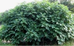 Celeste Fig Tree - 6 Pack Of 1 Gallon Pots 11 Celeste Fig Tree - 6 Pack Of 1 Gallon Pots -FRUIT TREES & PLANTS Sales Picture Fig Tree Celeste