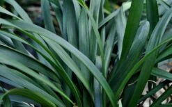 Big Blue Liriope (Lily Turf) - 1 Gallon Pot -FRUIT TREES & PLANTS Sales Picture Liriope Big Blue 7