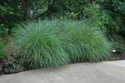Little Kitten Dwarf Maiden Grass - Miscanthus Sinensis - 1 Gallon Pot -FRUIT TREES & PLANTS Sales Picture Little Kitten Maiden Grass 2 1