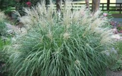 Adagio Dwarf Maiden Grass (Miscanthus Sinensis) - 6-Pack Of 1 Gallon Pots -FRUIT TREES & PLANTS Sales Picture Maiden Grass Adagio Dwarf