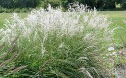 Little Kitten Dwarf Maiden Grass - Miscanthus Sinensis - 1 Gallon Pot -FRUIT TREES & PLANTS Sales Picture Miscanthus Little Kitten 2 1