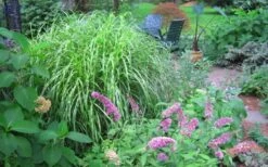 Little Zebra Grass - Miscanthus - 6 Pack Of 1 Gallon Pots -FRUIT TREES & PLANTS Sales Picture Miscanthus Little Zebra 3